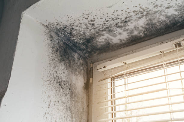 Affordable Hvac And Air Duct Mold Remediation solutions in Houtzdale, PA